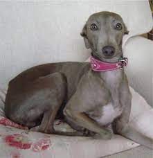 Italian Greyhound Photos Pictures Italian Greyhounds Italian Greyhound Miniature Italian Greyhound Grey Hound Dog