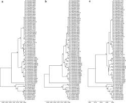 Image result for Wolffiella repanda