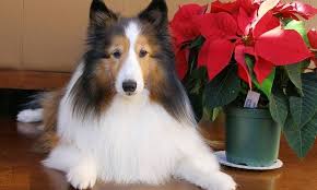5 Dog Safe Alternatives To Popular Holiday Plants Dog Safe Poinsettia Plant Safe Alternative