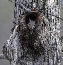 Squirrel Looking Out From Its Nest In A Tree Hole Drawing Squirrel Wildlife Photography