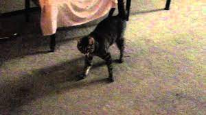 Maybe you would like to learn more about one of these? My Cat Has Drunken Sailor Syndrome Youtube