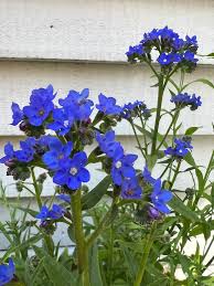 Image result for Anchusa capensis