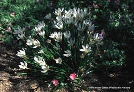 Image result for Zephyranthes candida