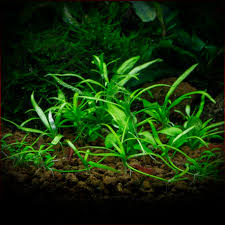 Image result for Ranalisma