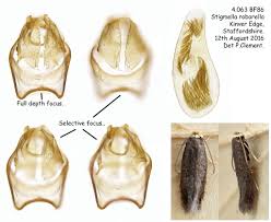 Image result for Stigmella roborella