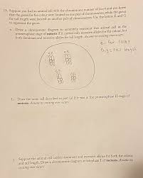 How to draw animals with numbers step by step publishing : Solved A 13 Suppose You Had An Animal Cell With The Chr Chegg Com