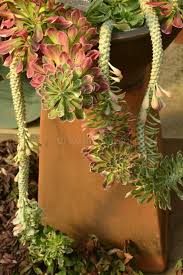 Image result for Monadenium lugardiae