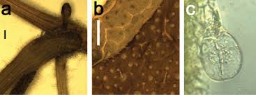 Image result for Coccinia subsessiliflora