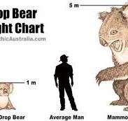 What is a Drop Bear? | Mythic Australia