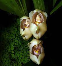 Maybe you would like to learn more about one of these? Flower S That Look Like Animal S