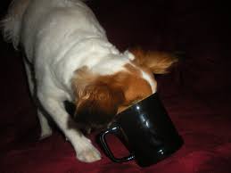Über 80% neue produkte zum festpreis; The Truth About Teacup Puppies Pethelpful