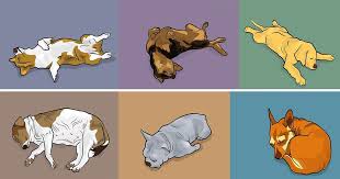 Your Dog S Sleeping Position Tells You A Lot Here Are 50 Dog Behaviors And What They Mean Dog Sleeping Positions Sleeping Dogs Dog Behavior