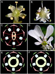 Classification which is the sub part of supervised learning where the computer program learns from the input given to it and uses this learning to classify where, transfer learning was based on. Symmetry Free Full Text Patterns Of Diversity Of Floral Symmetry In Angiosperms A Case Study Of The Order Apiales Html