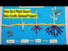 Seeds are the small parts produced by plants from which new plants grow. School Project Lifecycle Of Plant How Do A Plant Grow From Seeds Kids Project On Seed Germination Youtube