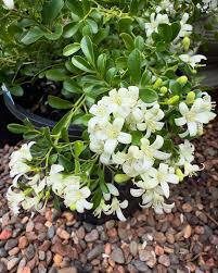 Image result for Maerua paniculata