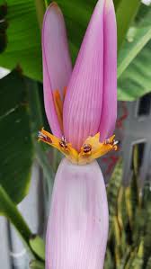 Image result for Musa paradisiaca