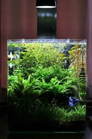 The Best Betta Fish Tank Spotting A Novice Friendly Kit In The Crowd Aquanswers Everythingaboutbettafish Betta Aquarium Betta Fish Tropical Fish Tanks