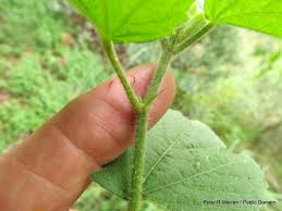 Image result for Hibiscus calyphyllus