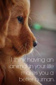 It Really Does Change You A Lot In A Much Better Person Dog Quotes Cute Puppy Pictures I Love Dogs