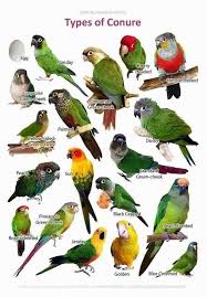 Bird And Pet Clinic Of Roseville Hours Pin By Pile Parrot On Voliere Vogels Beautiful Birds Conure Bird Parrot Pet