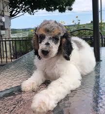 Maybe you would like to learn more about one of these? Miniature Phantom Poodle Puppies For Sale Pasteurinstituteindia Com