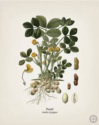 Image result for Arachis hypogaea