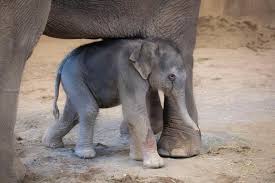 Watch Oregon Zoo's New Baby Elephant Take Its First Wobbly Steps
