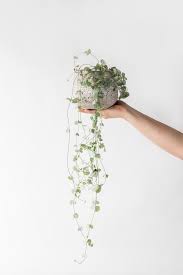 Image result for Ceropegia cyperifolia