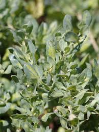 Image result for Atriplex halimus