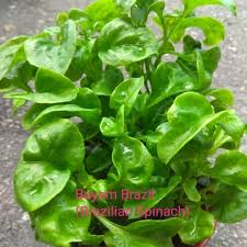 Atau berbunga, tapi bunga yang muncul cuma satu sampai tiga saja. Buy Pokok Bayam Brazil Seetracker Malaysia