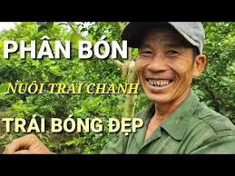 Phân Bón Nuôi Trái Chanh Trái Bóng Đẹp.