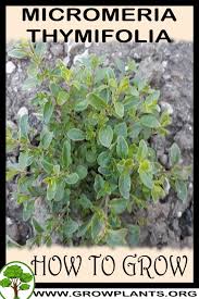 Image result for Micromeria