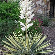 Color Guard Yucca Yucca Color Guard Yucca Plant