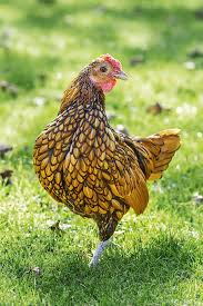 a guide to pedigree purebred heritage and hybrid chicken