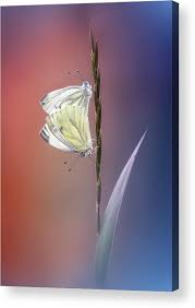 Image result for Pieris napi