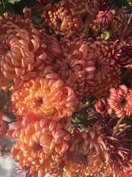 Pin On Chrysanthemums American