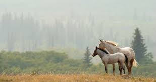 Couple Horses 4k Ultra Hd Wallpaper Horse Wallpaper Horses Beautiful Horses