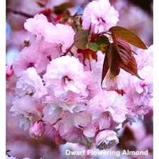 We did not find results for: Pink Flowering Almond Tree