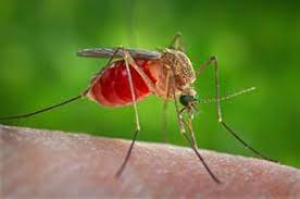 Virusul west nile a fost confirmat la încă două persoane, o femeie și un băiat din brăila, direcția de sănătate publică luând primele măsuri de alertare a instituțiilor abilitate. Febbre West Nile Istituto Superiore Di Sanita