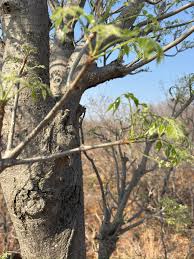 Image result for Terminalia phanerophlebia