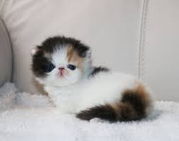 Click below to browse our available kittens by color category. Pin On Animals Everyone Should Have
