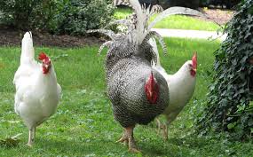 Some breeds tend to live longer than others. How Long Do Chickens Live Factors That Impact Lifespan