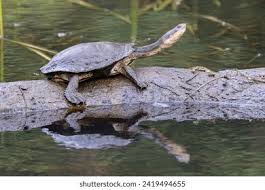 Image result for Hesperantha longicollis