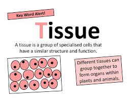 Batten is commonly being used to describe the many forms of the disease, called neuronal ceroid lipofuscinosis. Name The Function Of The Following Organelles Ppt Download