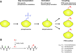 A protein may consist of a single polypeptide or multiple polypeptide subunits. A Chemical Biology Route To Site Specific Authentic Protein Modifications Science