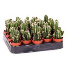 These christmas cactus sale are customizable and available in all plant varieties. Cereus Peruvianus Or Peruvian Cactus 5 10cm Buy Online In Uae Green Souq Uae
