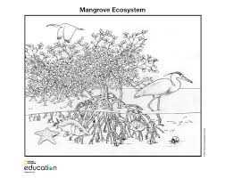 Animals (j to z) click on an animal below to get the printable version. Coloring Pages National Geographic Society