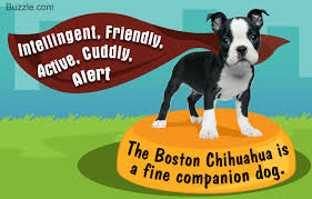 Mind Blowing Facts About The Boston Terrier Chihuahua Mix