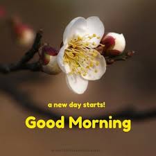 We all love to share good morning flowers with messages, because it has such a power to brighten our day, that's why if you share these images you automatically kick start the day of your friends and relatives. 60 Good Morning Images With Pretty Flowers Updated 2019