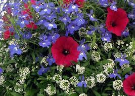 This tropical succulent plant is one of the best plants for hanging baskets. Red Petunia White Alyssum And Blue Lobelia Blue Flowers Garden Hanging Flower Baskets White And Blue Flowers